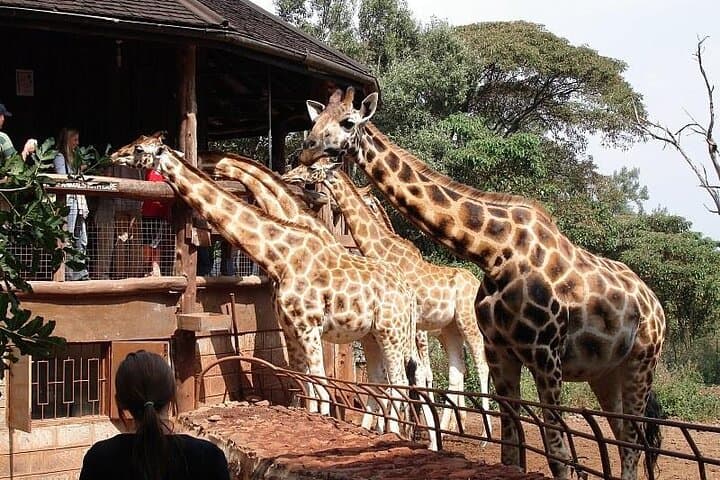Inside Nairobi’s Unique Urban Safari and Giraffe Conservation Experience photo 5