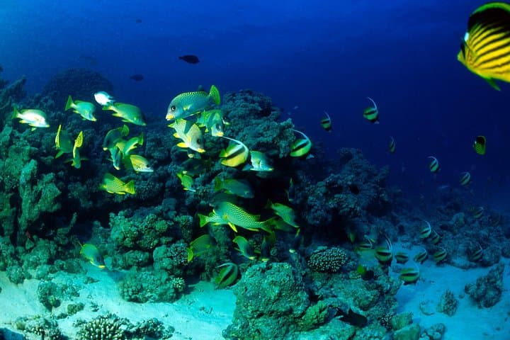 Sataya Dolphin House: Full-Day Snorkeling with Spinner Dolphins from Marsa Alam photo 4