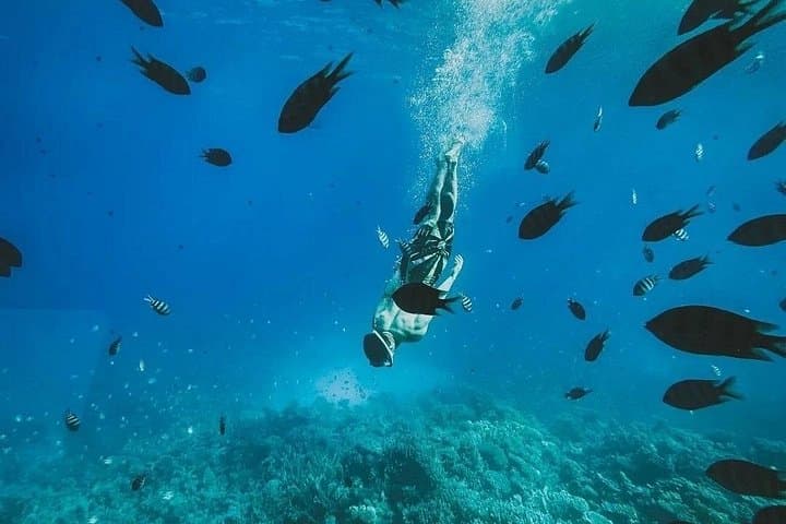 Sataya Dolphin House: Full-Day Snorkeling with Spinner Dolphins from Marsa Alam