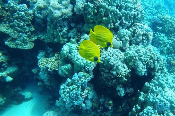 Sataya Dolphin House: Full-Day Snorkeling with Spinner Dolphins from Marsa Alam photo 3