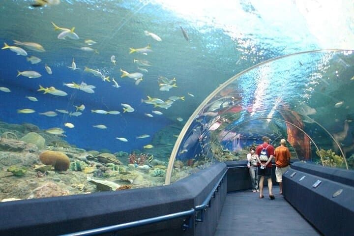 Underwater World Pattaya: 100-Meter Tunnel, Sharks & Marine Conservation photo 2