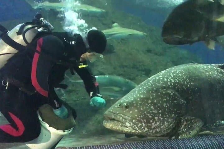 Underwater World Pattaya: 100-Meter Tunnel, Sharks & Marine Conservation photo 3