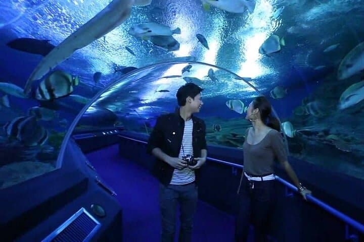 Underwater World Pattaya: 100-Meter Tunnel, Sharks & Marine Conservation photo 6