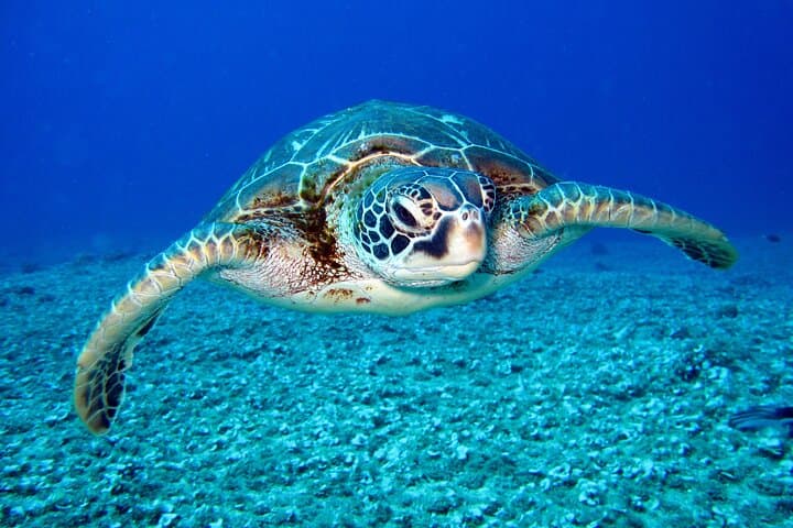 Private Scuba Diving with Sea Turtles in Protaras — Discover Scuba Experience photo 2