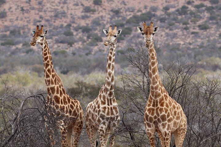 2-Day Private Luxury Safari: Addo Elephant Park & Bhejane Game Reserve