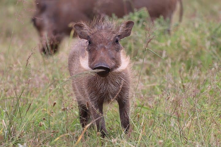 2-Day Private Luxury Safari: Addo Elephant Park & Bhejane Game Reserve photo 3