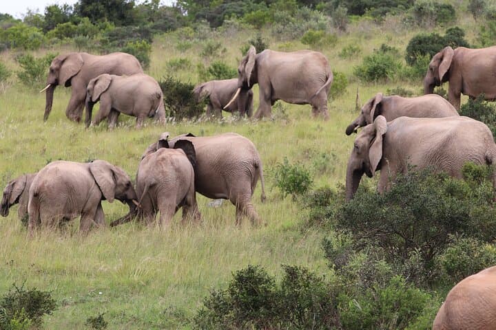 2-Day Private Luxury Safari: Addo Elephant Park & Bhejane Game Reserve photo 4