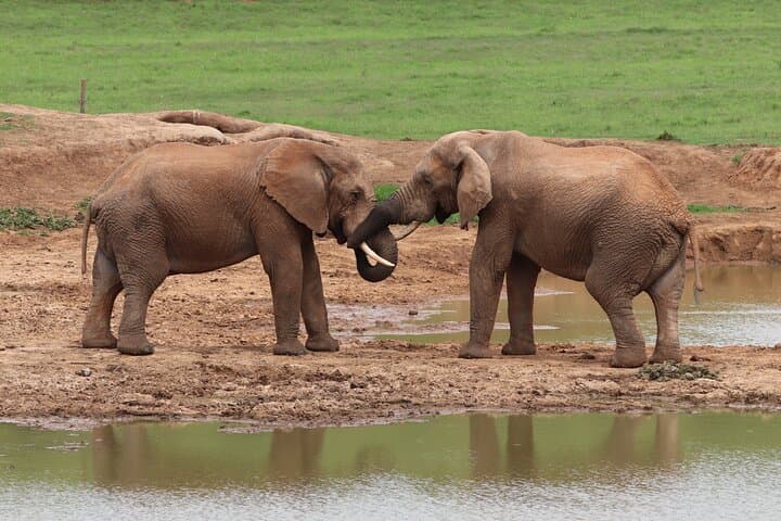 2-Day Private Luxury Safari: Addo Elephant Park & Bhejane Game Reserve photo 5