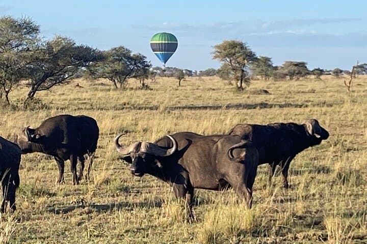 6-Day Camping Safari Through Tarangire, Serengeti & Ngorongoro photo 3