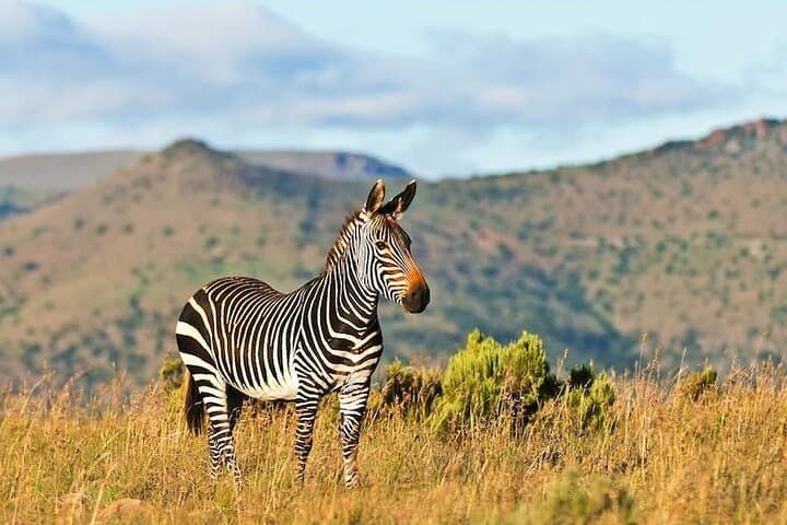 2-Day Private Addo Elephant & Mountain Zebra Safari — Luxury Big-7 Wildlife Experience photo 5