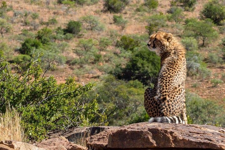 2-Day Private Addo Elephant & Mountain Zebra Safari — Luxury Big-7 Wildlife Experience photo 3