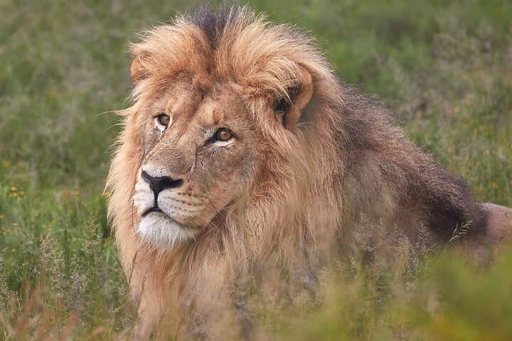2-Day Private Addo Elephant & Mountain Zebra Safari — Luxury Big-7 Wildlife Experience photo 6