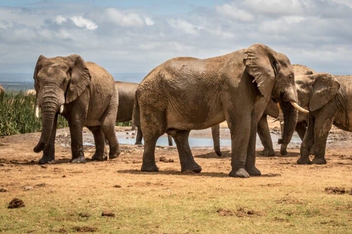4-Day Private Luxury Garden Route Safari & Bhejane Giraffe Tracking from Port Elizabeth photo 6