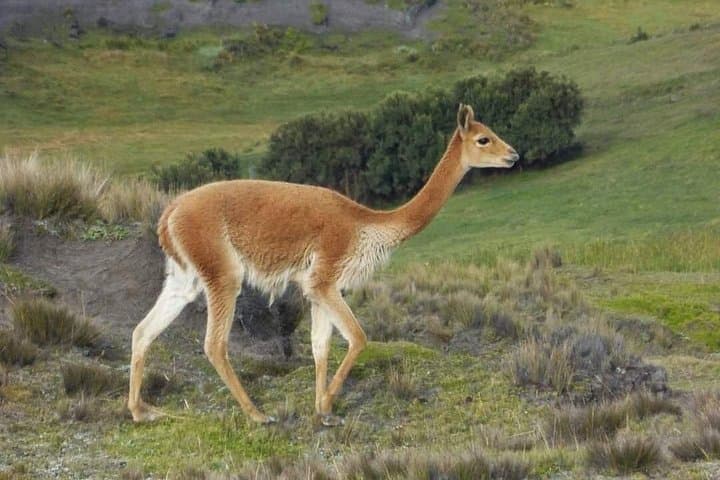 Chimborazo & Baños 2-Day Private Tour — Hike Ecuador's Highest Volcano and Baños Highlights photo 3