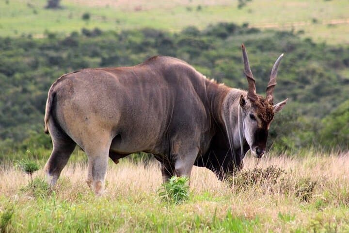 4-Day Private Luxury Garden Route Safari & Bhejane Giraffe Tracking from Port Elizabeth photo 5