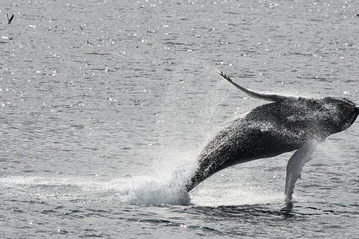 Reykjavik Whale Watching and Live Lava Show Combo: Harbor Wildlife & Volcano Demo photo 3