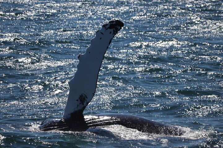 Reykjavik Whale Watching and Live Lava Show Combo: Harbor Wildlife & Volcano Demo photo 4