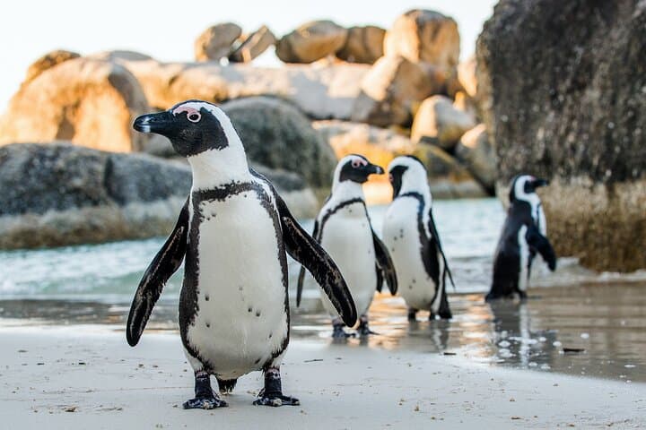 Private Table Mountain, Boulders Penguin Colony & Cape Point Full-Day Tour from Cape Town photo 4