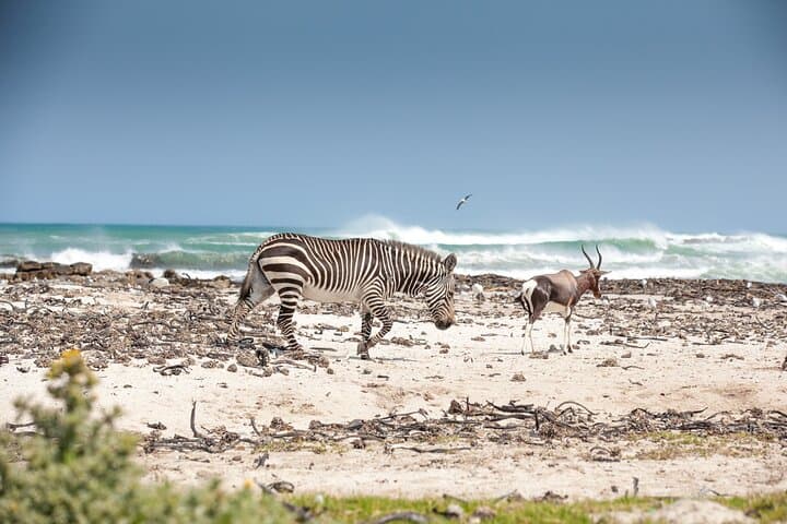 Private Table Mountain, Boulders Penguin Colony & Cape Point Full-Day Tour from Cape Town photo 5