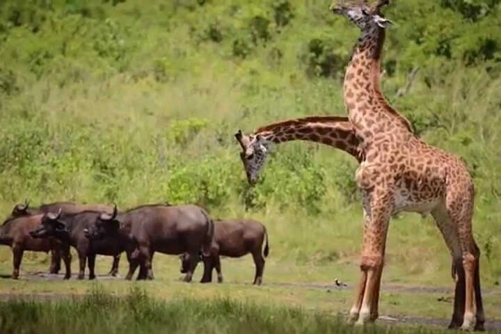 Two-Day Aberdare Luxury Lodge Safari — Night Game Viewing at Treetops & The Ark photo 6