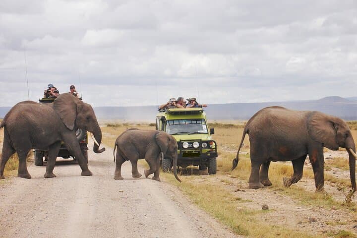 Two-Day Aberdare Luxury Lodge Safari — Night Game Viewing at Treetops & The Ark