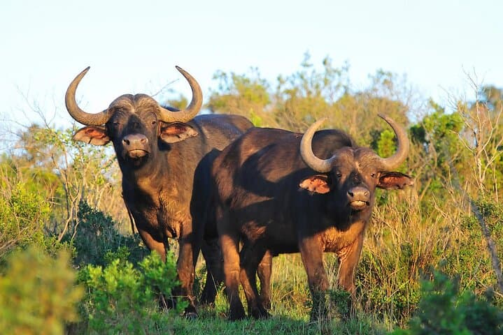Two-Day Aberdare Luxury Lodge Safari — Night Game Viewing at Treetops & The Ark photo 5