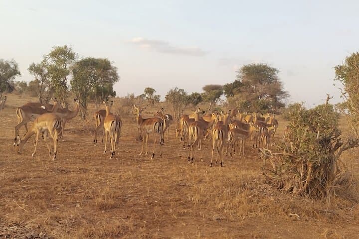 3-Day Tsavo East & Taita Hills Safari to Saltlick Lodge from Malindi photo 4