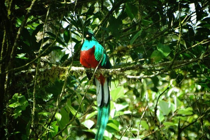 Hiking El Quetzal Private Reserve: Birding Trails Near San José photo 3