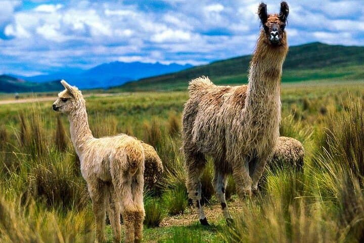 Route of the Sun: Full-Day Cusco to Puno Tour via Andahuaylillas, Raqchi & Pukará photo 4