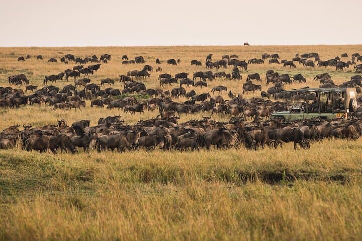 6-Day Tanzania Safari: Hadzabe & Maasai Cultural Safari in Serengeti and Ngorongoro photo 6