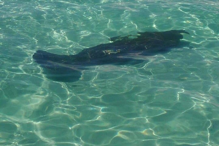 Swim with Wild Dolphins in Panama City Beach — 2-Hour Gulf Adventure photo 4