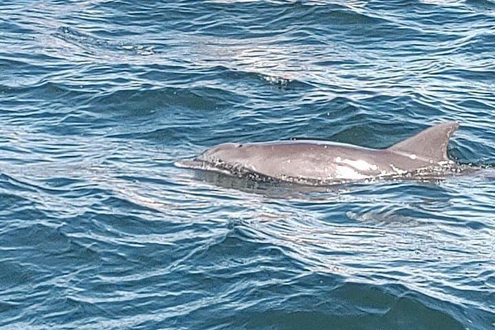 Swim with Wild Dolphins in Panama City Beach — 2-Hour Gulf Adventure photo 1