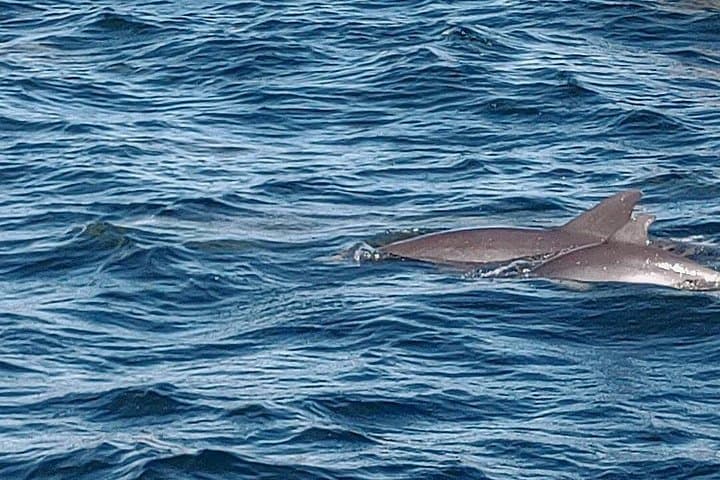Swim with Wild Dolphins in Panama City Beach — 2-Hour Gulf Adventure photo 2