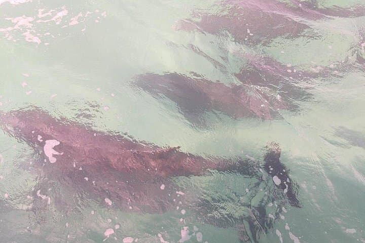 Swim with Wild Dolphins in Panama City Beach — 2-Hour Gulf Adventure photo 3