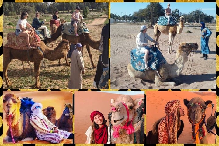 Agadir Dromedary Safari: 2-Hour Camel Ride on the Dunes & Flamingo Flats