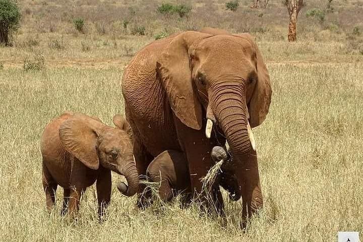 Private 2-Day Safari Tsavo East from Watamu — Elephants, Giraffes & Lodge Stays photo 2