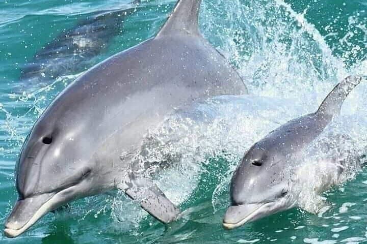 Full-Day Private Safari Blue from Watamu — Swim with Dolphins & Snorkel Malindi Marine Park