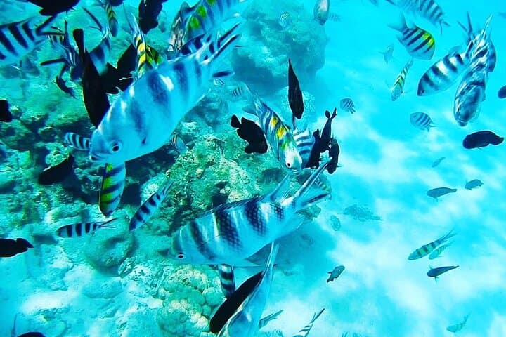 Full-Day Private Safari Blue from Watamu — Swim with Dolphins & Snorkel Malindi Marine Park photo 3