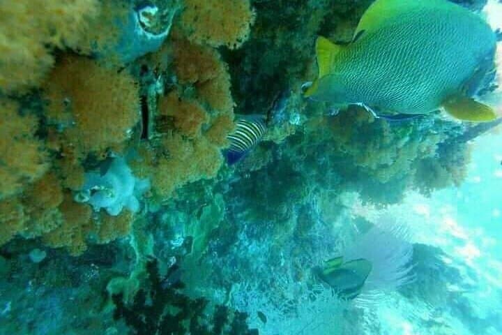 Full-Day Private Safari Blue from Watamu — Swim with Dolphins & Snorkel Malindi Marine Park photo 2