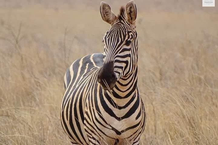 Red Dust and Giants: 3-Day Private Safari to Tsavo East from Watamu photo 2
