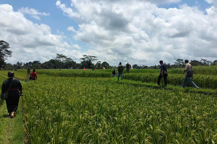 Keliki Village Rice Field Walk: Half-Day Ubud Trek with Local Lunch photo 1