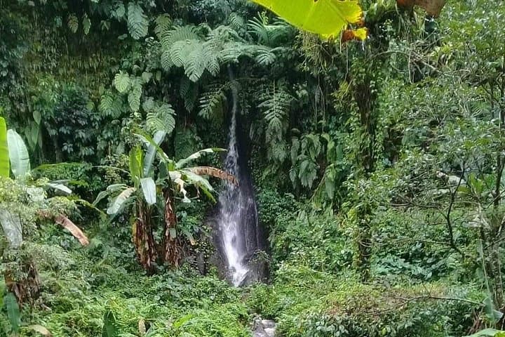 Keliki Village Rice Field Walk: Half-Day Ubud Trek with Local Lunch photo 2