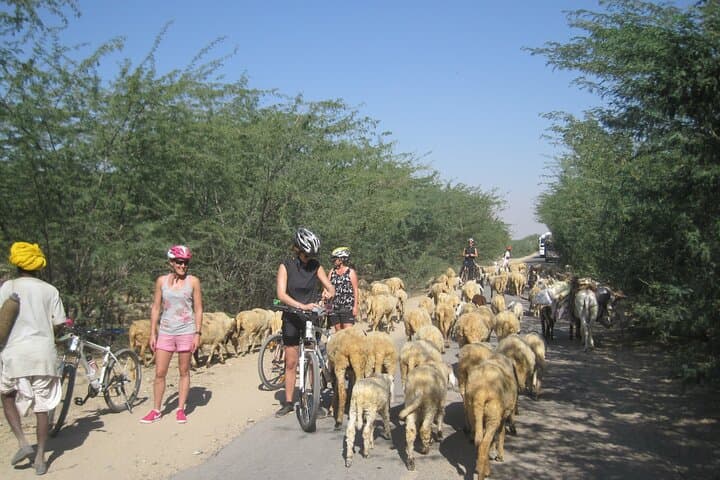 Jaipur Village Cycling Safari: Nahargarh to Samode Palace Morning Ride photo 6