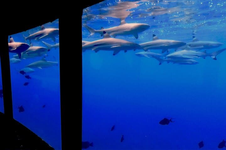 Bora Bora Private Underwater Excursion: Air-Conditioned Lagoon Cabin Experience photo 6