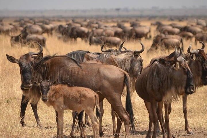 4-Day Serengeti & Ngorongoro Safari with Maasai Village Visit photo 2