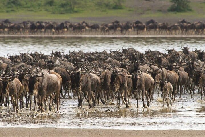 4-Day Serengeti & Ngorongoro Safari with Maasai Village Visit photo 5