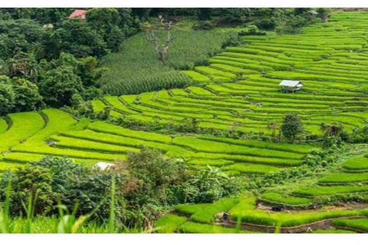 Ubud Natural Scenery and Bali Swing: Rice Terraces, Rafting & Monkey Forest Day Tour photo 2