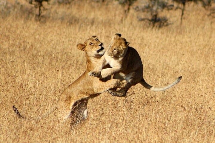 7-Day Kenya Safari: Tsavo West, Amboseli, Lake Nakuru & Masai Mara photo 3