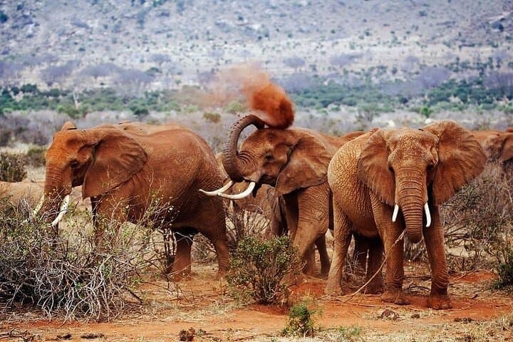 7-Day Kenya Safari: Tsavo West, Amboseli, Lake Nakuru & Masai Mara photo 4
