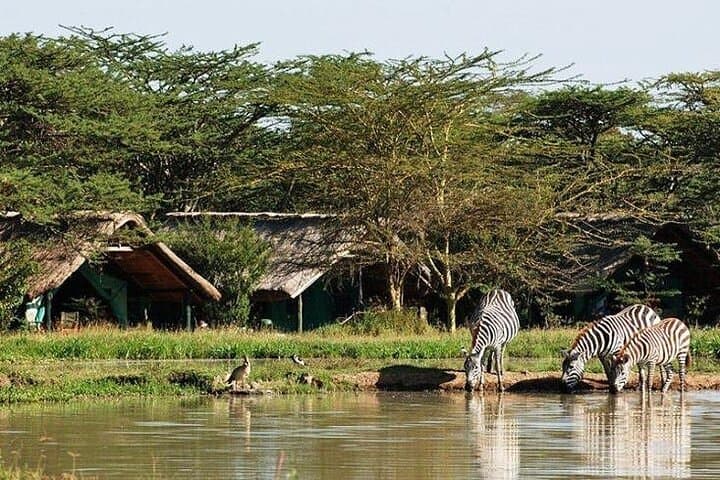 6-Day Samburu, Sweetwaters, Lake Nakuru & Naivasha Safari — Big Five to Flamingos